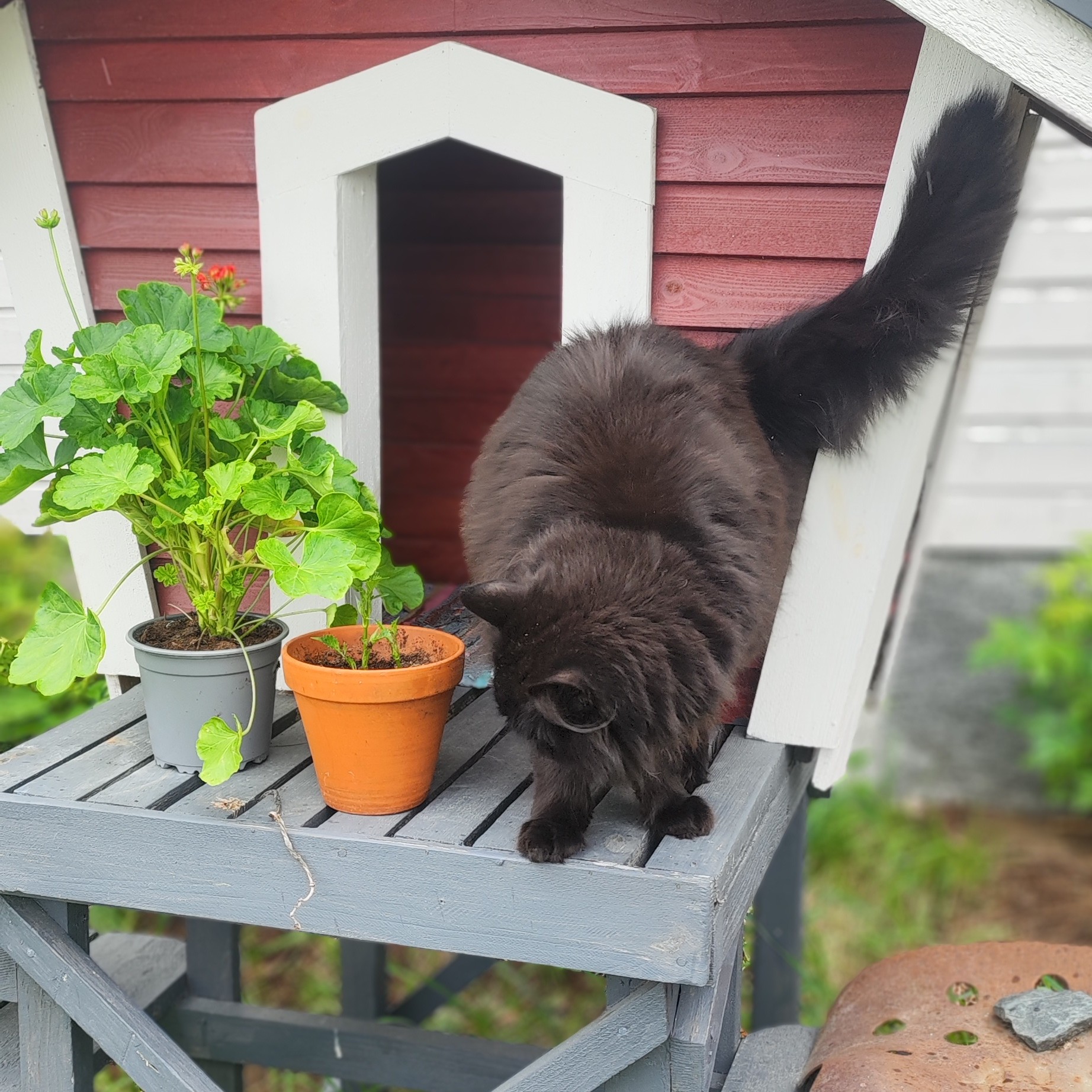 Musta kissa tason päällä ulkoilmassa